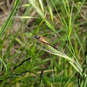 Trigonidium sjostedti at Higgins, ACT - 6 Nov 2022 05:27 PM