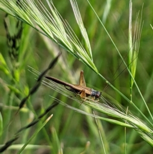 Trigonidium sjostedti at Higgins, ACT - 6 Nov 2022 05:27 PM