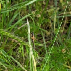 Trigonidium sjostedti at Higgins, ACT - 6 Nov 2022 05:27 PM