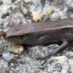 Lampropholis delicata (Delicate Skink) at ANBG - 7 Nov 2022 by JohnBundock