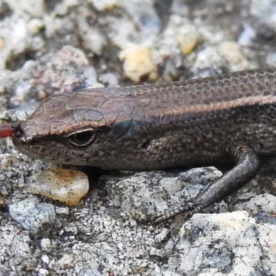 Lampropholis delicata (Delicate Skink) at Acton, ACT - 7 Nov 2022 by JohnBundock