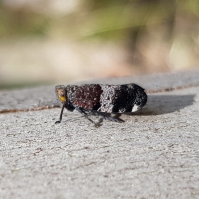 Platybrachys decemmacula (Green-faced gum hopper) at Stromlo, ACT - 6 Nov 2022 by MatthewFrawley