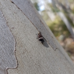 Platybrachys sp. (genus) at Stromlo, ACT - 6 Nov 2022