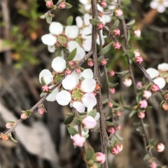 Gaudium multicaule (Teatree) at Jerrabomberra, NSW - 17 Oct 2022 by MeganDixon