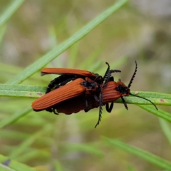 Porrostoma rhipidium (Long-nosed Lycid (Net-winged) beetle) at Denman Prospect 2 Estate Deferred Area (Block 12) - 6 Nov 2022 by MatthewFrawley