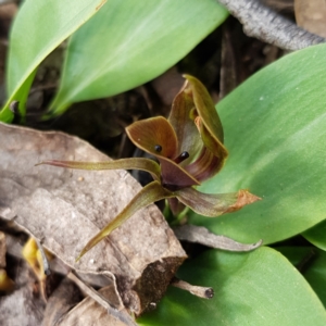 Chiloglottis valida at Molonglo Valley, ACT - 6 Nov 2022