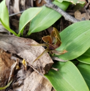 Chiloglottis valida at Molonglo Valley, ACT - 6 Nov 2022