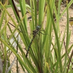 Hemicordulia australiae (Australian Emerald) at Wingello, NSW - 3 Nov 2022 by GlossyGal