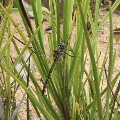 Hemicordulia australiae (Australian Emerald) at Wingello, NSW - 3 Nov 2022 by GlossyGal