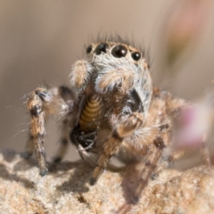 Maratus chrysomelas (Variable Peacock Spider) at Booth, ACT - 6 Nov 2022 by patrickcox