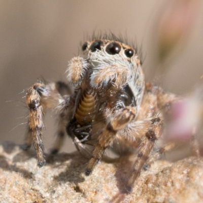 Maratus chrysomelas (Variable Peacock Spider) at Namadgi National Park - 5 Nov 2022 by patrickcox