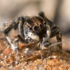 Maratus chrysomelas at Booth, ACT - 6 Nov 2022