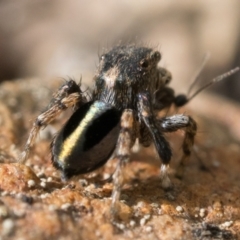 Maratus chrysomelas at Booth, ACT - 6 Nov 2022