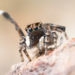 Maratus chrysomelas at Booth, ACT - 6 Nov 2022