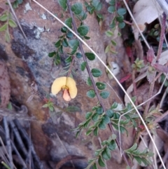 Bossiaea buxifolia (Matted Bossiaea) at Currawang, NSW - 7 Nov 2022 by camcols