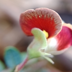 Bossiaea buxifolia at Currawang, NSW - suppressed