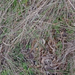 Bossiaea buxifolia at Currawang, NSW - 7 Nov 2022