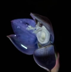 Thelymitra sp. aff. cyanapicata (Blue Top Sun-orchid) at Conder, ACT - 9 Nov 2022 by dan.clark