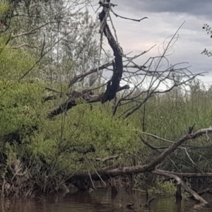 Egretta novaehollandiae at Fyshwick, ACT - 7 Nov 2022