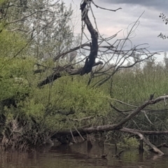 Egretta novaehollandiae at Fyshwick, ACT - 7 Nov 2022