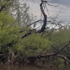 Egretta novaehollandiae at Fyshwick, ACT - 7 Nov 2022