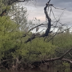 Egretta novaehollandiae at Fyshwick, ACT - 7 Nov 2022