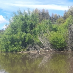 Anhinga novaehollandiae at Fyshwick, ACT - 6 Nov 2022