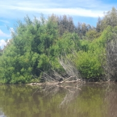 Anhinga novaehollandiae at Fyshwick, ACT - 6 Nov 2022