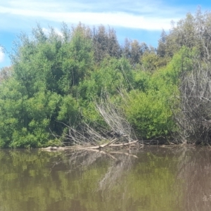 Anhinga novaehollandiae at Fyshwick, ACT - 6 Nov 2022