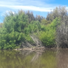 Anhinga novaehollandiae at Fyshwick, ACT - 6 Nov 2022