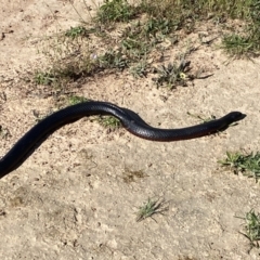 Pseudechis porphyriacus (Red-bellied Black Snake) at Molonglo Valley, ACT - 7 Nov 2022 by SteveBorkowskis