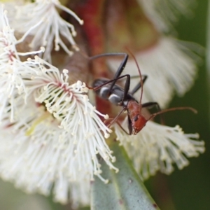 Zoedia divisa at Murrumbateman, NSW - 6 Nov 2022