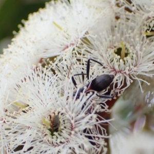 Zoedia divisa at Murrumbateman, NSW - 6 Nov 2022