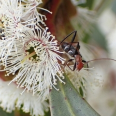 Zoedia divisa at Murrumbateman, NSW - 6 Nov 2022