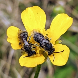 Lasioglossum (Chilalictus) lanarium at Rendezvous Creek, ACT - 6 Nov 2022