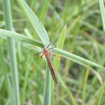 Harpobittacus australis (Hangingfly) at Murrumbateman, NSW - 7 Nov 2022 by SimoneC