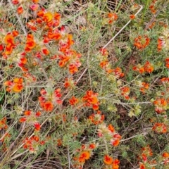 Pultenaea subspicata (Low Bush-pea) at Gundaroo, NSW - 5 Nov 2022 by Gunyijan