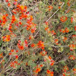 Pultenaea subspicata at Gundaroo, NSW - 5 Nov 2022 10:56 AM