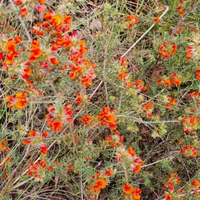 Pultenaea subspicata (Low Bush-pea) at Gundaroo, NSW - 5 Nov 2022 by Gunyijan