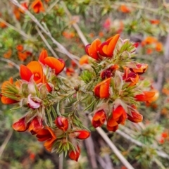 Pultenaea subspicata at Gundaroo, NSW - 5 Nov 2022 10:56 AM