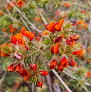 Pultenaea subspicata at Gundaroo, NSW - 5 Nov 2022 10:56 AM