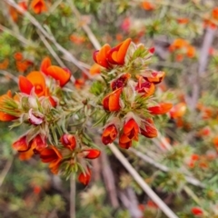 Pultenaea subspicata at Gundaroo, NSW - 5 Nov 2022 10:56 AM