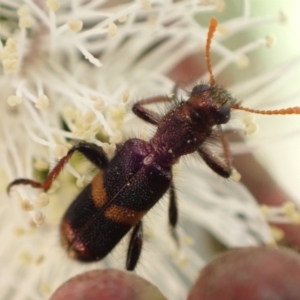 Eleale pulchra at Murrumbateman, NSW - 7 Nov 2022 04:24 PM