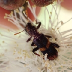 Eleale pulchra at Murrumbateman, NSW - 7 Nov 2022 04:24 PM