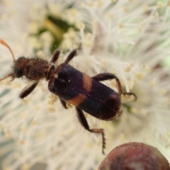 Eleale pulchra at Murrumbateman, NSW - 7 Nov 2022 04:24 PM