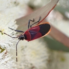Dindymus versicolor (Harlequin Bug) at Murrumbateman, NSW - 7 Nov 2022 by SimoneC