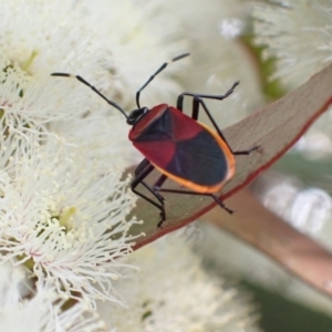 Dindymus versicolor at Murrumbateman, NSW - 7 Nov 2022