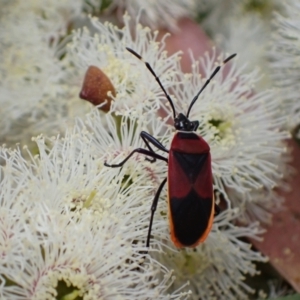 Dindymus versicolor at Murrumbateman, NSW - 7 Nov 2022 05:07 PM