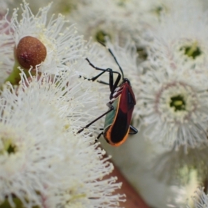 Dindymus versicolor at Murrumbateman, NSW - 7 Nov 2022 05:07 PM