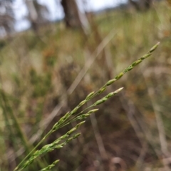 Poa sieberiana (Poa Tussock) at Gundaroo, NSW - 5 Nov 2022 by Gunyijan